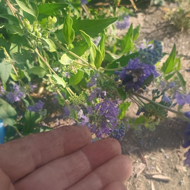  - arbori ornamentali 2025