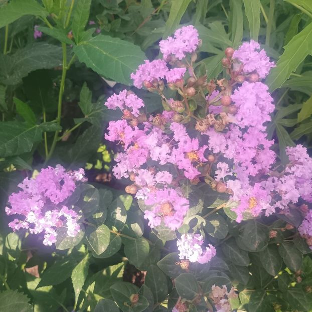  - arbori ornamentali 2025