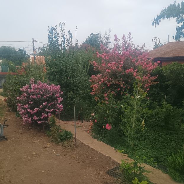  - arbori ornamentali 2025