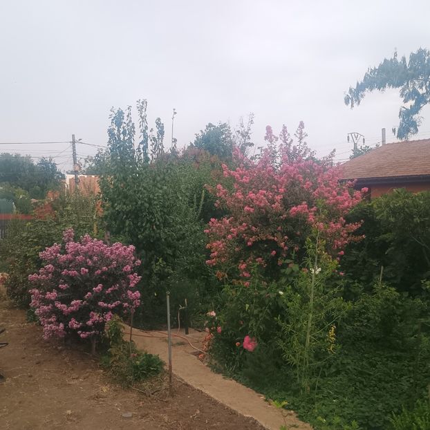 12.09 - arbori ornamentali 2025