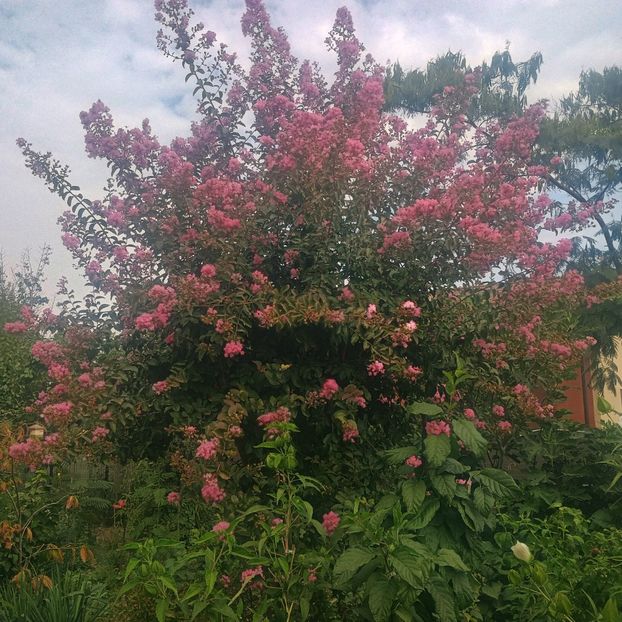  - arbori ornamentali 2025