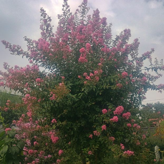  - arbori ornamentali 2025