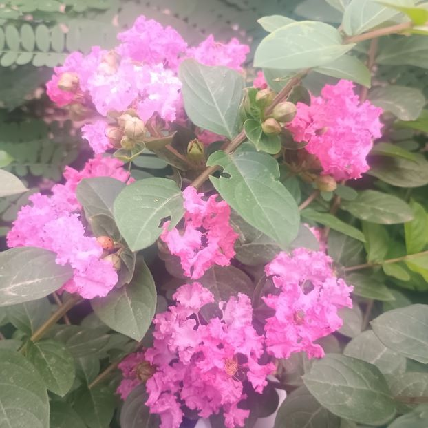  - arbori ornamentali 2025