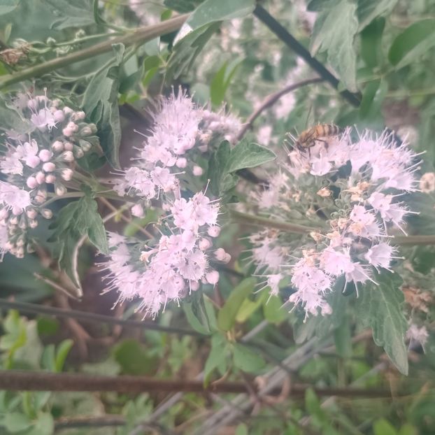  - arbori ornamentali 2025