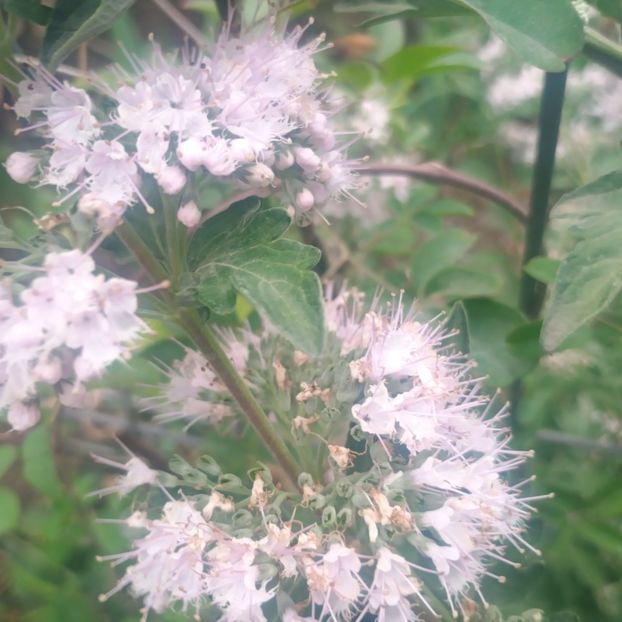  - arbori ornamentali 2025