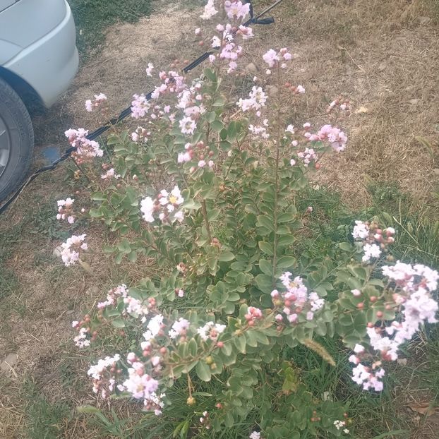  - arbori ornamentali 2025