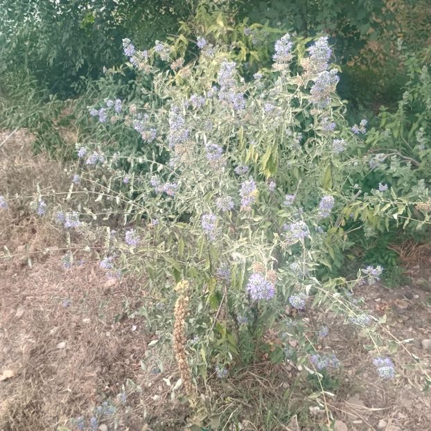  - arbori ornamentali 2025