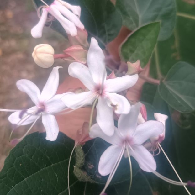 clero tric - arbori ornamentali 2025