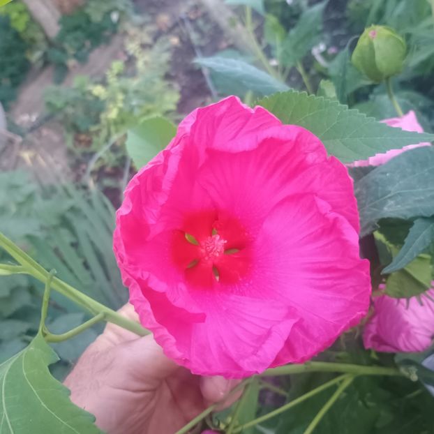  - Gradina flori 2025