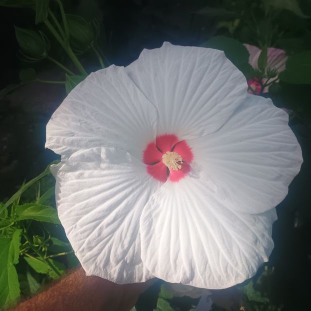  - Gradina flori 2025