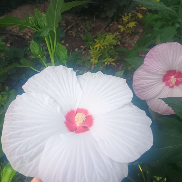  - Gradina flori 2025