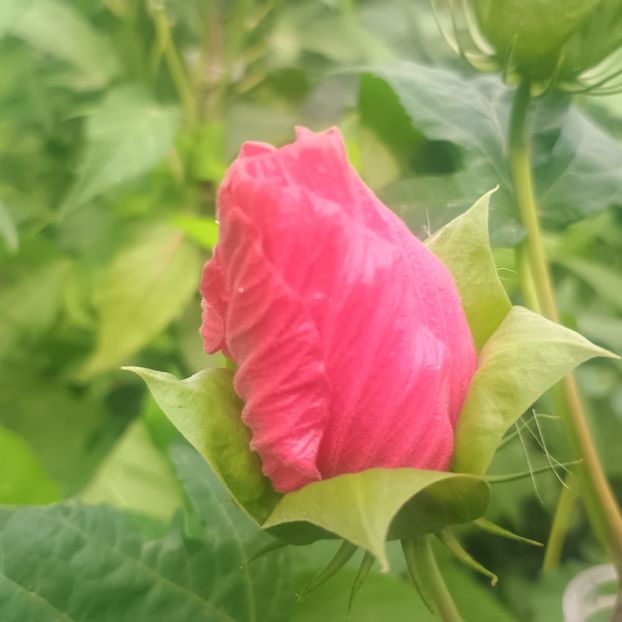  - Gradina flori 2025