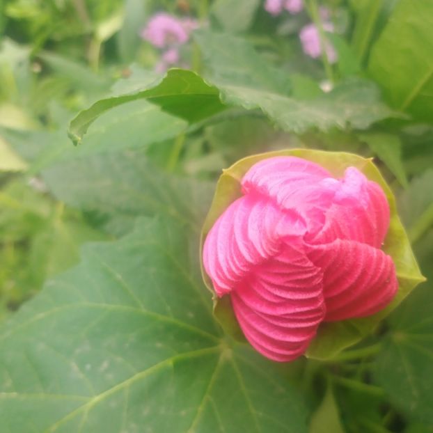  - Gradina flori 2025