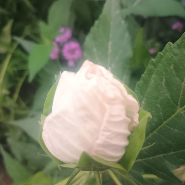  - Gradina flori 2025