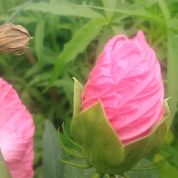  - Gradina flori 2025