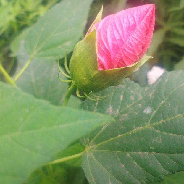  - Gradina flori 2025