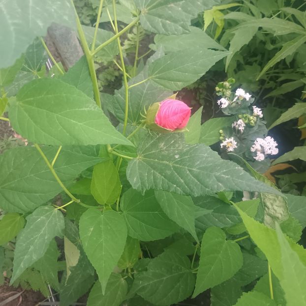  - Gradina flori 2025