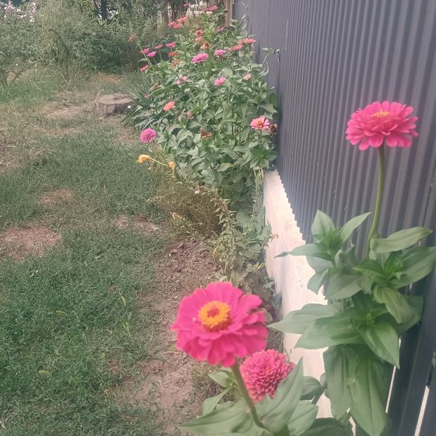  - Gradina flori 2025