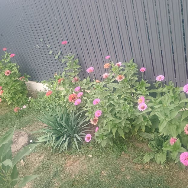  - Gradina flori 2025