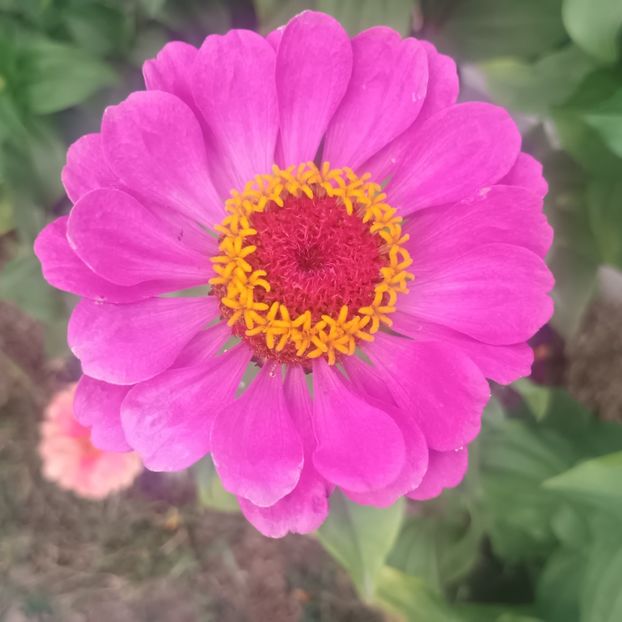  - Gradina flori 2025