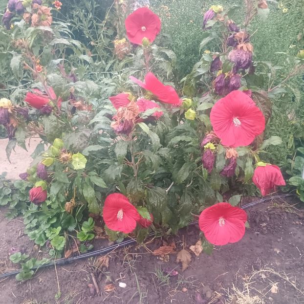 12.09 - Gradina flori 2025