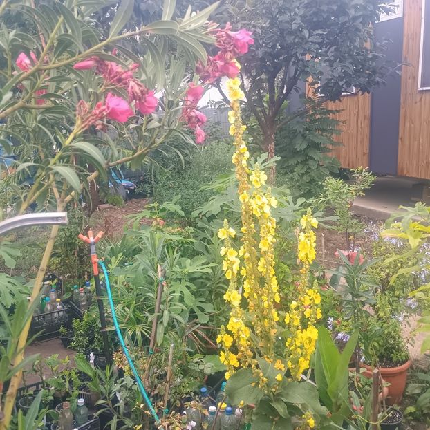  - Gradina flori 2025