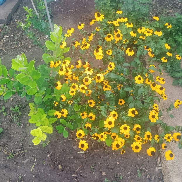  - Gradina flori 2025