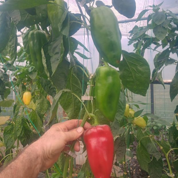  - Gradina legume 2025