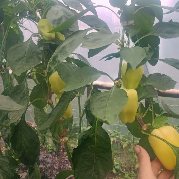  - Gradina legume 2025