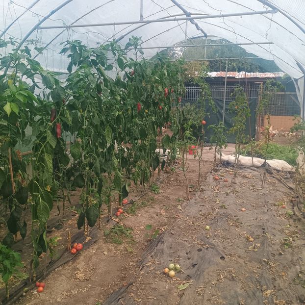  - Gradina legume 2025