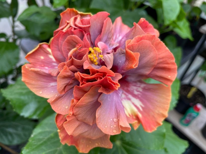  - 0006 - Hibiscusi 2025 - 3