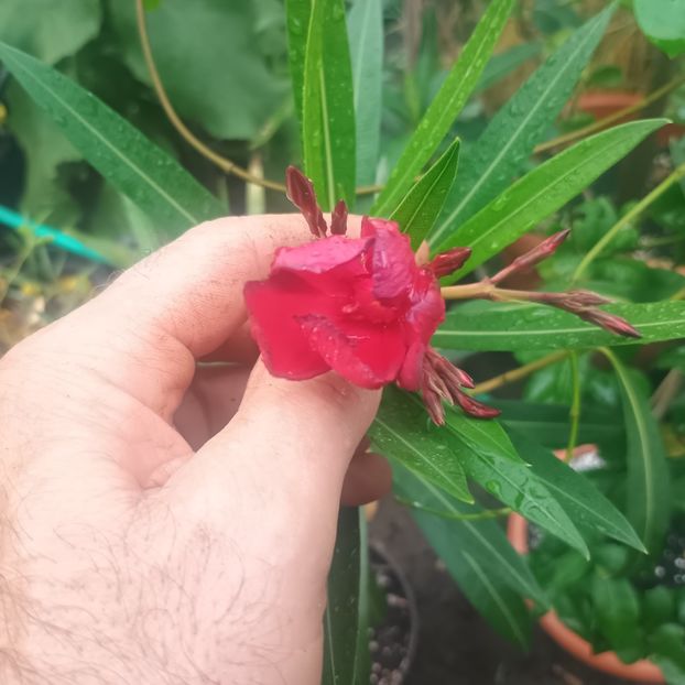 leandru grena - Flori apartament