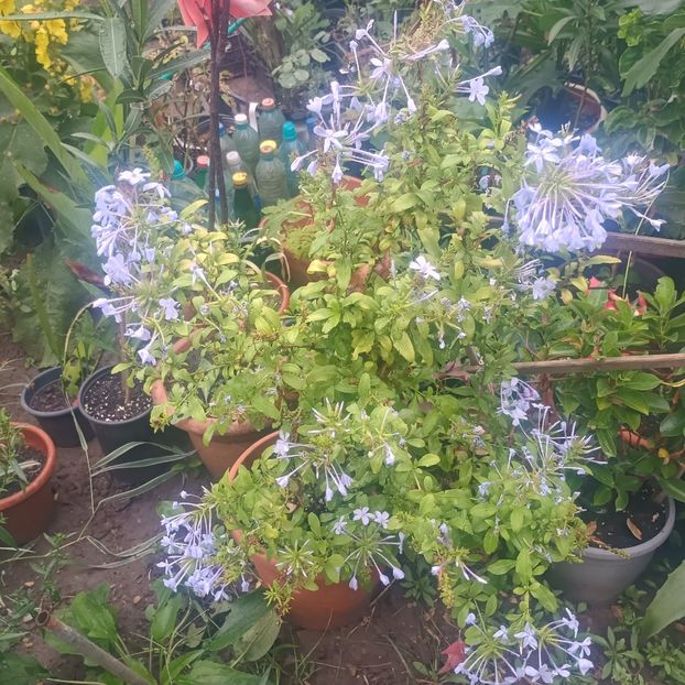 plumbago bleo - Flori apartament