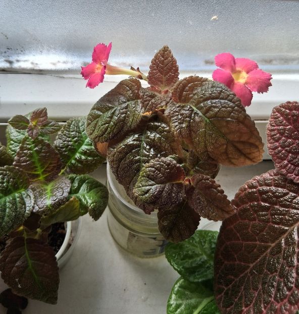  - Episcia