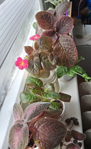 - Episcia