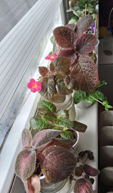  - Episcia