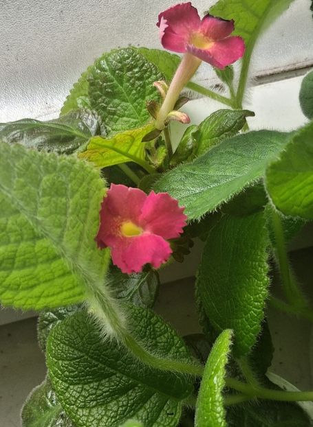  - Episcia