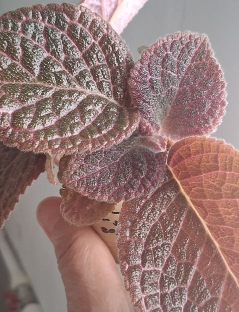  - Episcia