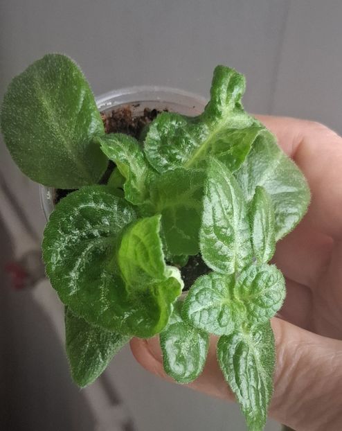  - Episcia