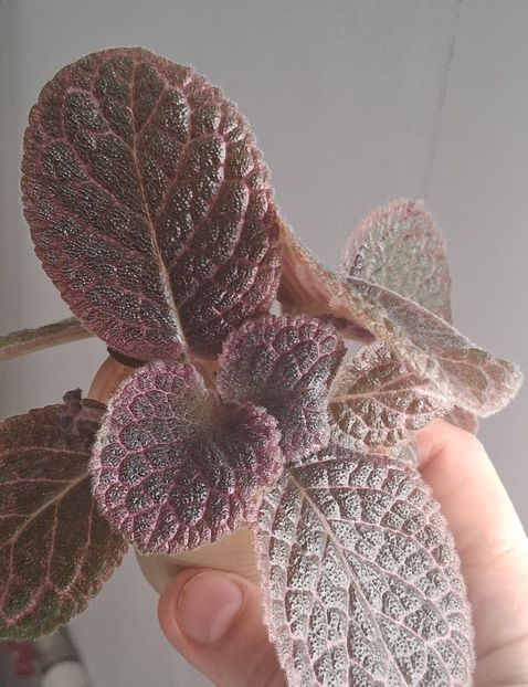  - Episcia