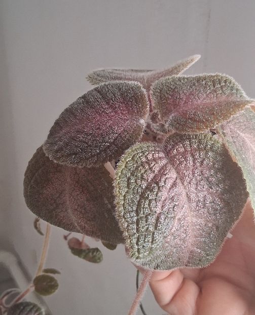  - Episcia