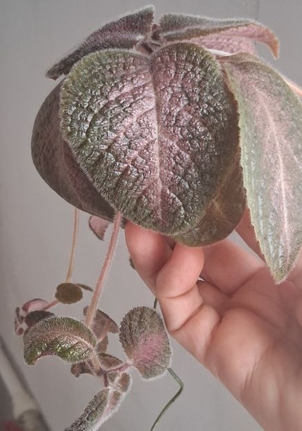  - Episcia