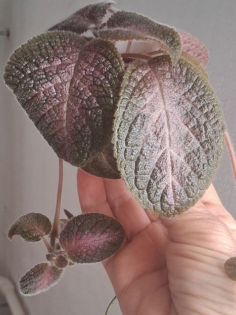  - Episcia