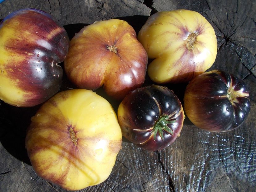  - SEMINTE ROSII - T 951 GREAT WHITE x P-20