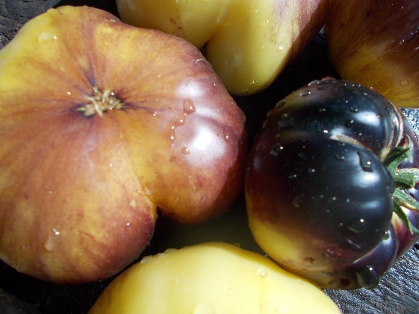  - SEMINTE ROSII - T 951 GREAT WHITE x P-20