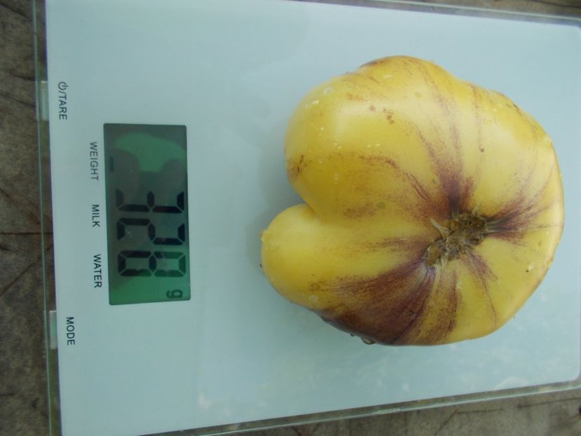  - SEMINTE ROSII - T 951 GREAT WHITE x P-20