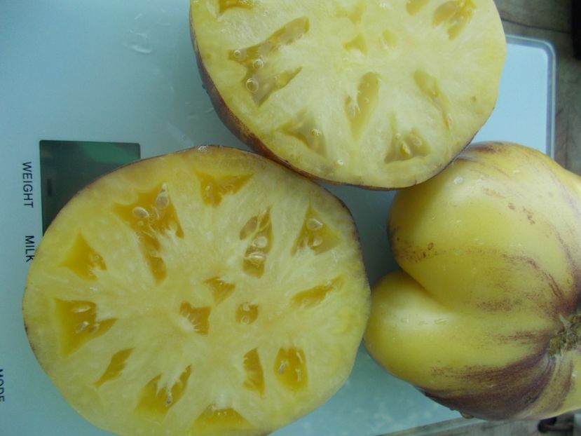  - SEMINTE ROSII - T 951 GREAT WHITE x P-20