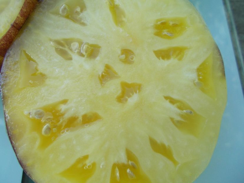  - SEMINTE ROSII - T 951 GREAT WHITE x P-20