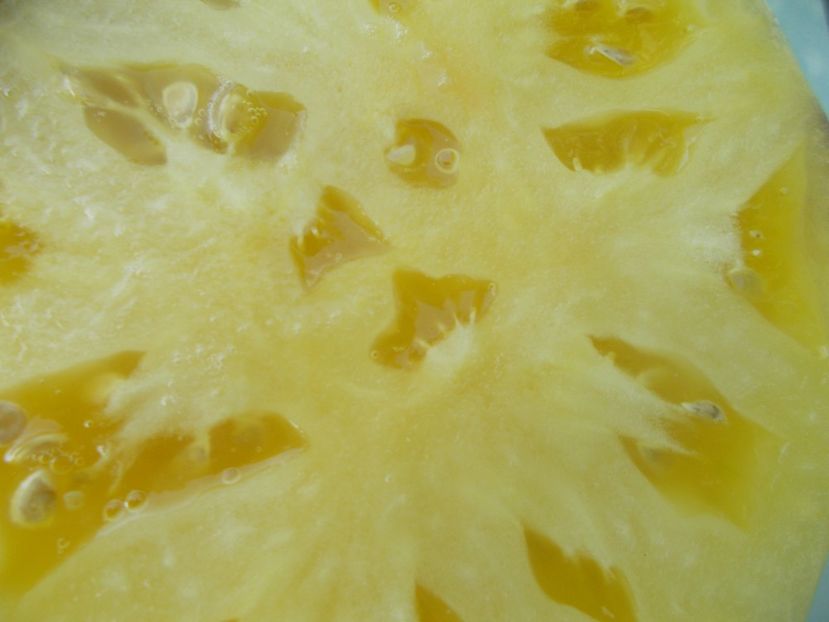  - SEMINTE ROSII - T 951 GREAT WHITE x P-20