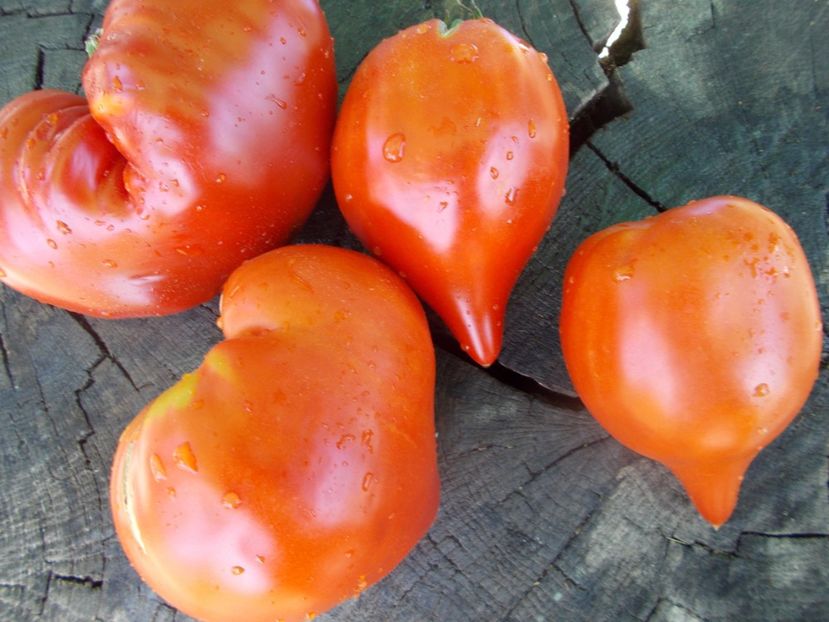  - SEMINTE ROSII - T 446 BELGIUM